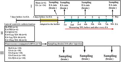 Thymosin Beta 4 Is Involved in the Development of Electroacupuncture Tolerance